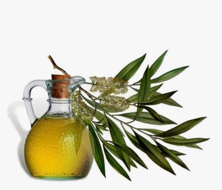Zeytin Sütü Nedir Faydaları Nelerdir?